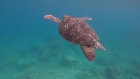 Green sea turtle as it breaks the water surface to take a breath and then swims Stock Footage 339095305