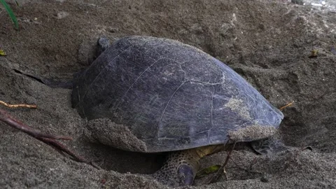 The Green Sea Turtle Laying Eggs in Ogasawara Vidéo 332766381
