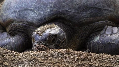 The Green Sea Turtle Laying Eggs in Ogasawara Stock Footage 332766407