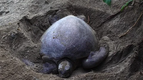 The Green Sea Turtle Laying Eggs in Ogasawara Stock Footage 332766419