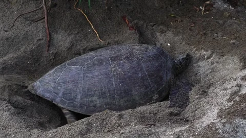 The Green Sea Turtle Laying Eggs in Ogasawara Stock Footage 332766433