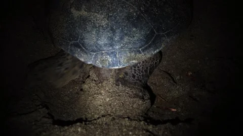 The Green Sea Turtle Laying Eggs and Covering Them with Sand in Ogasawara 库存影片 332766525