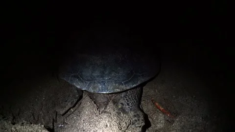 The Green Sea Turtle Laying Eggs and Covering Them with Sand in Ogasawara Stock Footage 332766534