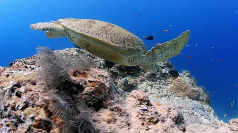 Green Sea Turtle Maintaining Position Near Coral Reef Against Current Stock Footage 346338080