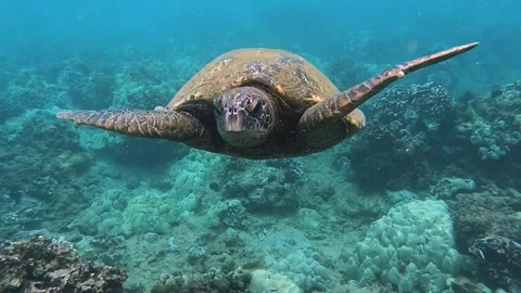 Green Sea Turtle Maui Stock Footage 243226433