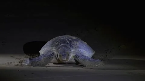 Green sea turtle mother going to sea Stock Footage 344014886