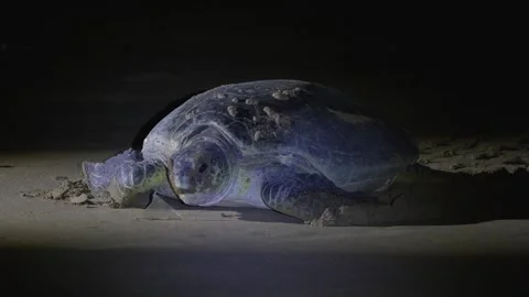Green sea turtle mother going to sea Stock Footage 344015040