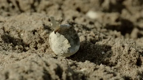 Green Sea Turtle old hatched Egg laying in decay on Omani Beach - Detail Stock Footage 151663185