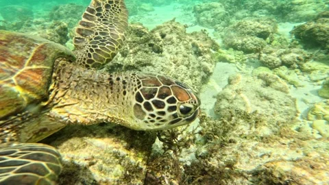 Green Sea Turtle At Panagsama Beach - Tropical Wildlife In Cebu Philippines Stock Footage 345273732