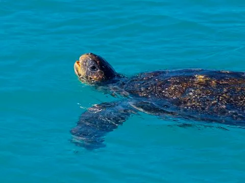 Green sea turtle Stock Photos