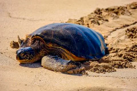 Green Sea Turtle Stock Photos