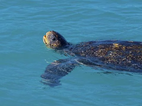 Green sea turtle Stock Photos