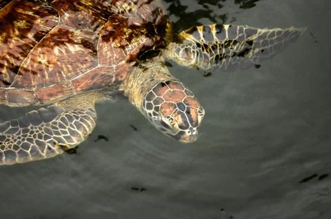 Green sea turtle Stock Photos