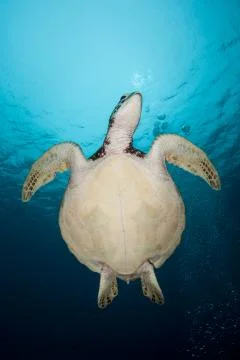 Green Sea Turtle Stock Photos