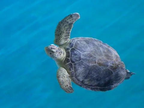 Green Sea Turtle Stock Photos