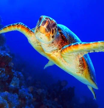 Green Sea Turtle Stock Photos
