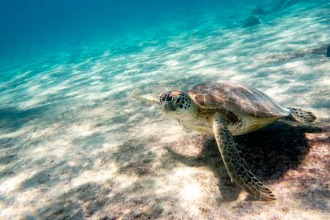 Green sea turtle Stock Photos