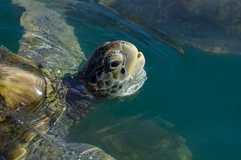 Green Sea Turtle Stock Photos