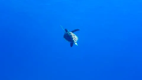 Green sea turtle Stock Photos