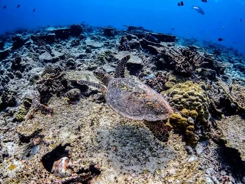 Green Sea Turtle Stock Photos