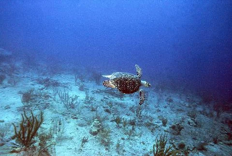 Green sea turtle Stock Photos