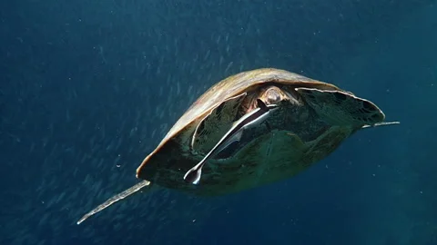 Green sea turtle poops Stock Footage 132594962