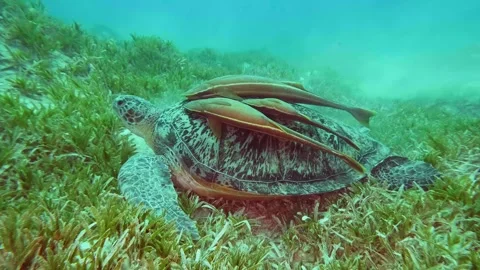 Green Sea Turtle with Remora Fish in Seagrass Meadow Stock Footage 316572393