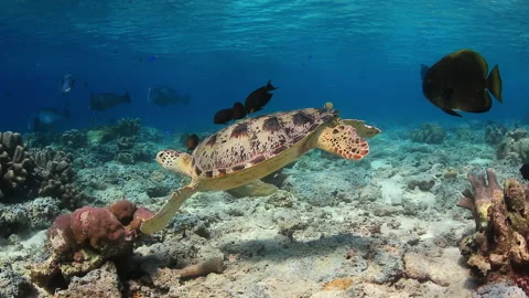 Green Sea Turtle with Remora Fish Swimming Over Coral Reef - 4K Stock Footage 333540973