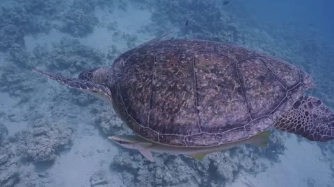 Green sea turtle with remoras glides toward seabed Stock Footage 342819615