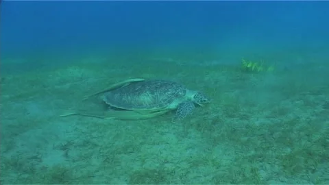 Green Sea Turtle with Remoras on Sandy Bed Stock Footage 292586674