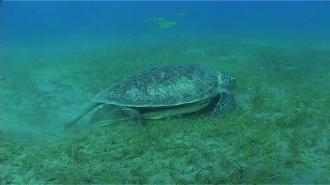 Green Sea Turtle with Remoras on Sandy Substrate Stock Footage 292587762