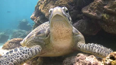Green Sea Turtle rest on the reef and swim away Stock Footage 10788169