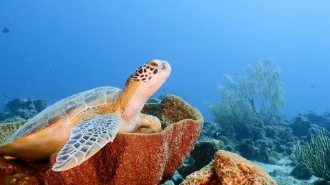Green Sea Turtle rest in sponge in turquoise water of coral reef - Caribbean Sea Stock Footage 124567222
