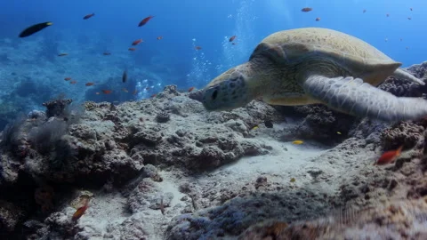 Green Sea Turtle Resting and Swimming on Coral Reef in Sipadan Stock Footage 346338143