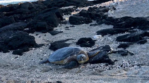Green sea turtle resting on the beach. Stock Footage 87501232