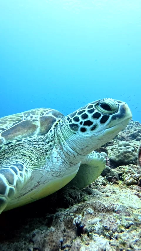 Green sea turtle resting on a coral reef in the maldives Stock Footage 327064952