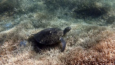 A Green Sea Turtle resting on the corals - underwater Stock Footage 130688147