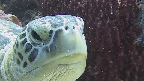Green Sea Turtle Resting Peacefully Under the Sea in Sipadan, Indonesia Stock Footage 324167239