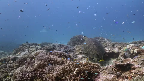 A Green Sea Turtle resting on the reef watches a manta ray Stock-Footage 295906343