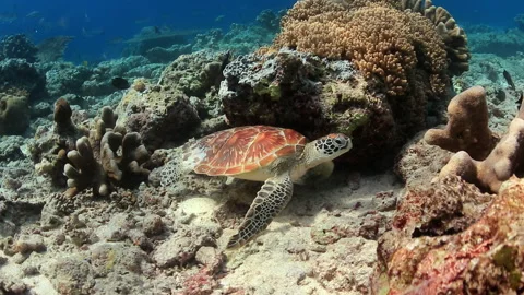Green Sea Turtle Resting on Sandy Seabed Near Coral Reef - 4K Stock Footage 333540947