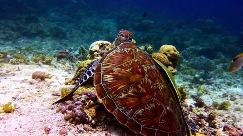 Green sea turtle resting on sandy coral reef floor side profile tropical ocean Stock Footage 336780580