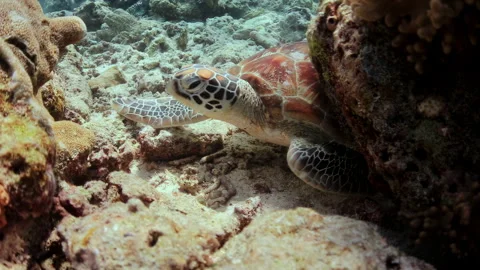 Green Sea Turtle Resting on Sandy Seabed 스톡 동영상 345714706