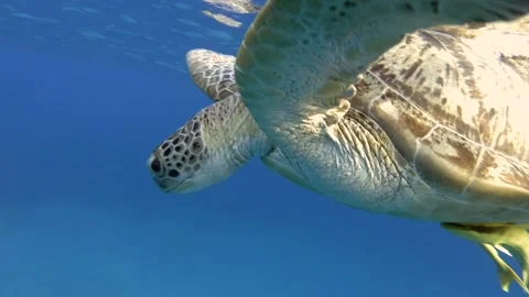 Green Sea Turtle resting on surface of blue water and looking down, Close-up Stock Footage 250520172