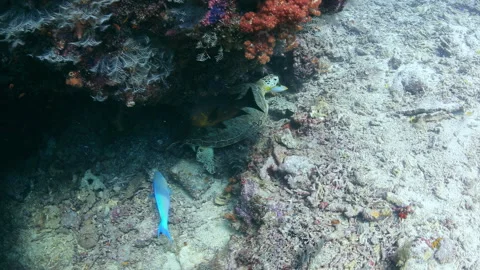 Green Sea Turtle Resting Under Coral Overhang on Reef Stock Footage 346339882