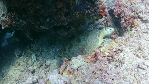 Green Sea Turtle Resting Under Coral Overhang Stock Footage 346501437
