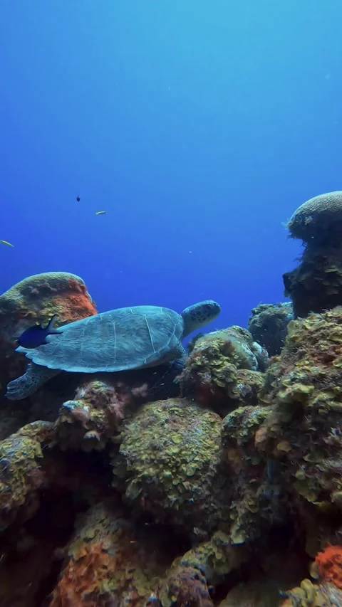 Green sea turtle on rock Stock Footage 233225419