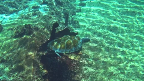 Green Sea Turtle Scratching Itching Rubbing Cleaning Parasites on Coral Video stock 296251531