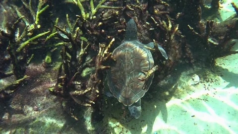 Green Sea Turtle Scratching Itching Rubbing Cleaning Shell of Parasites Video stock 296253320