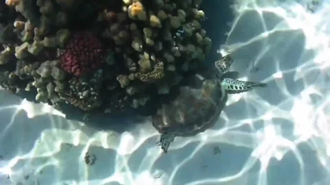 Green Sea Turtle Scratching Its Shell on Coral Reef – Rare Natural Cleaning Beha Stock Footage 337946809