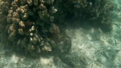 Green Sea Turtle Scratching Its Shell Against Coral Under a Reef, Marsa Alam, Eg Видео 342806038